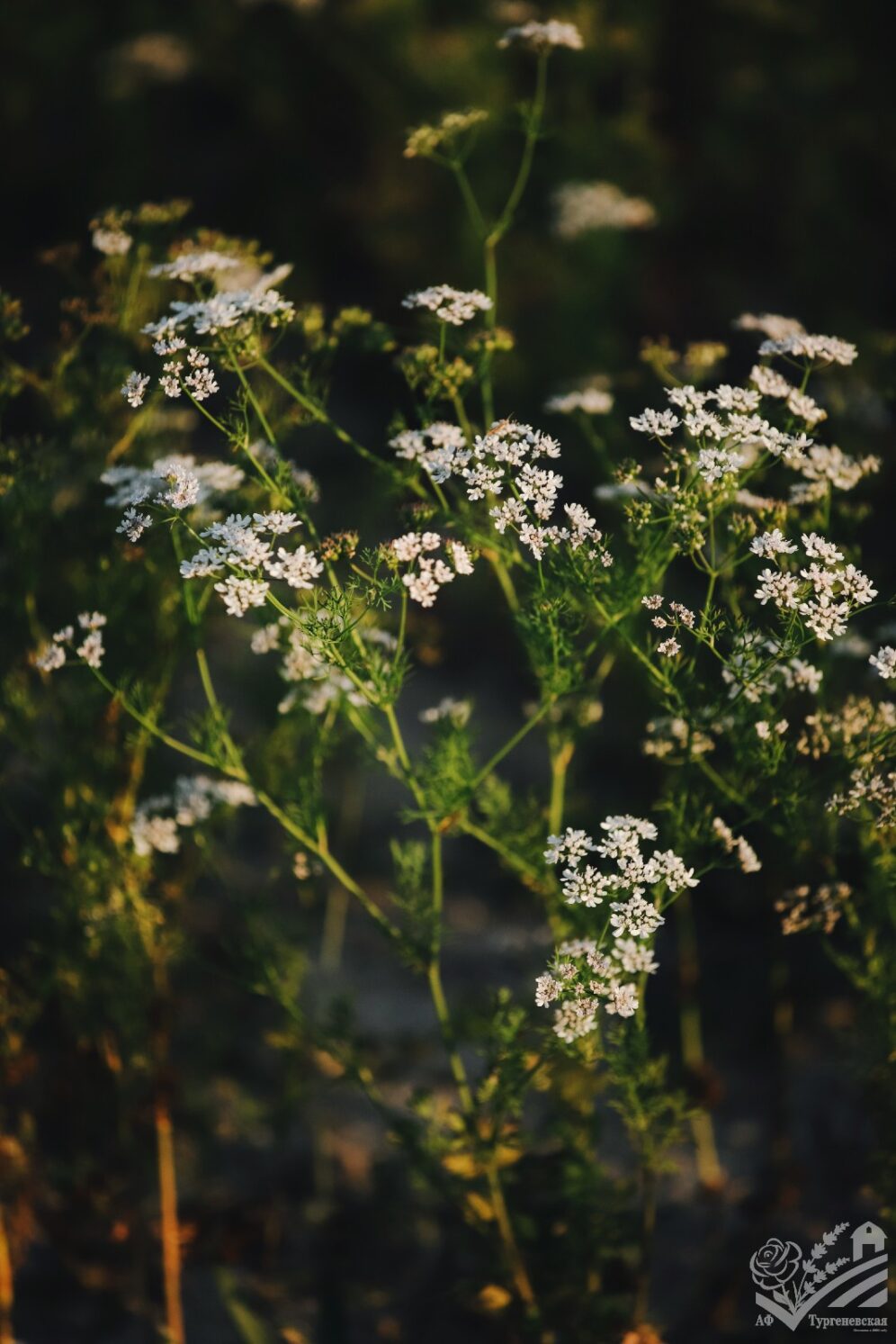 Цветущий корианд